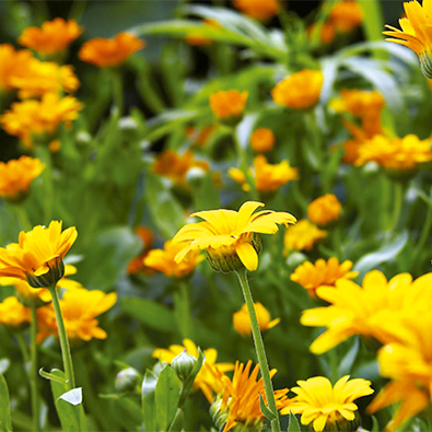 Manual de Goteo y Micro Aspersion Rain Bird