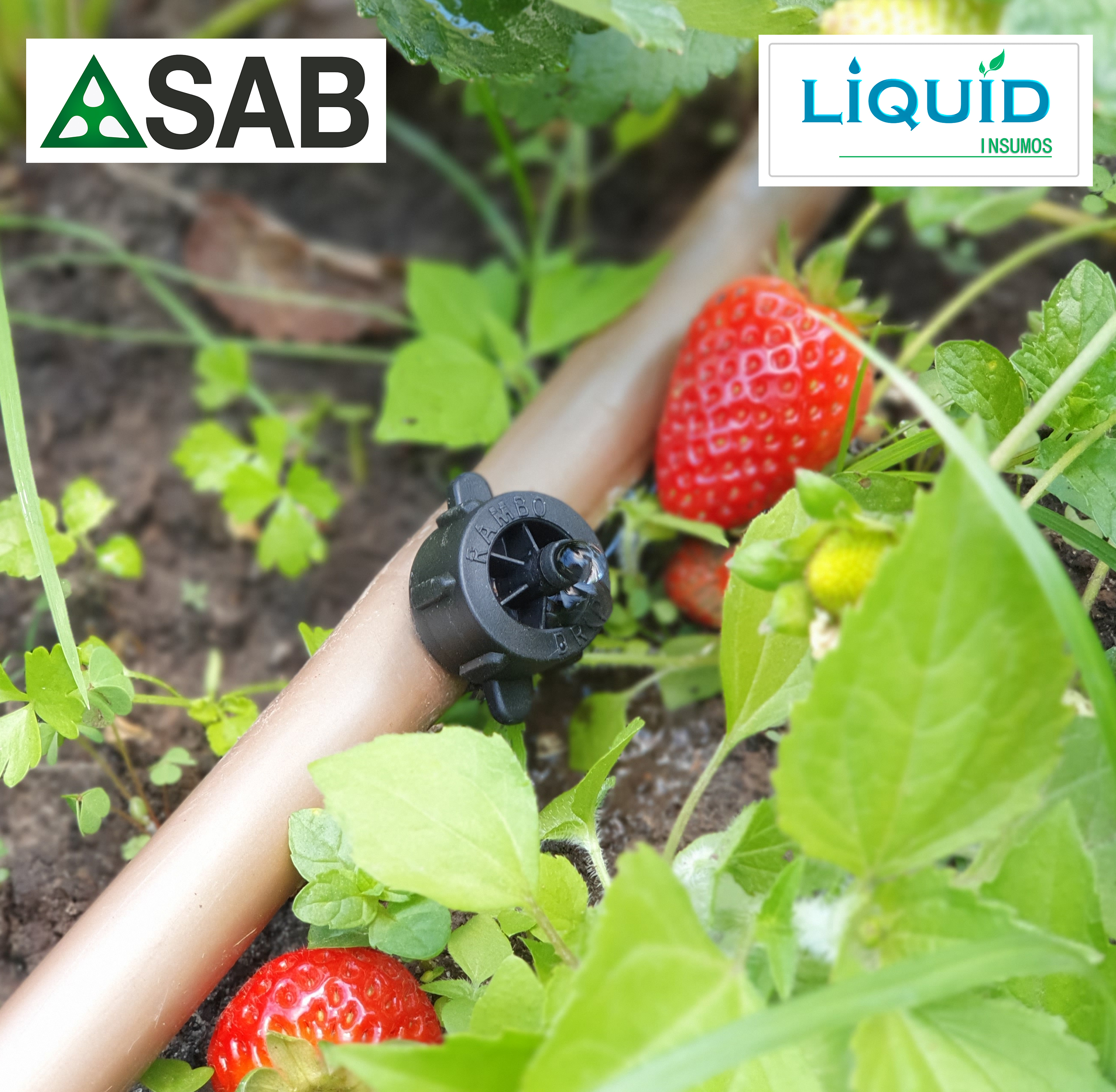 Gotero SAB Rambo instalado en tubería de riego